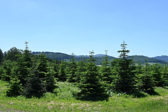Nordmanntannen