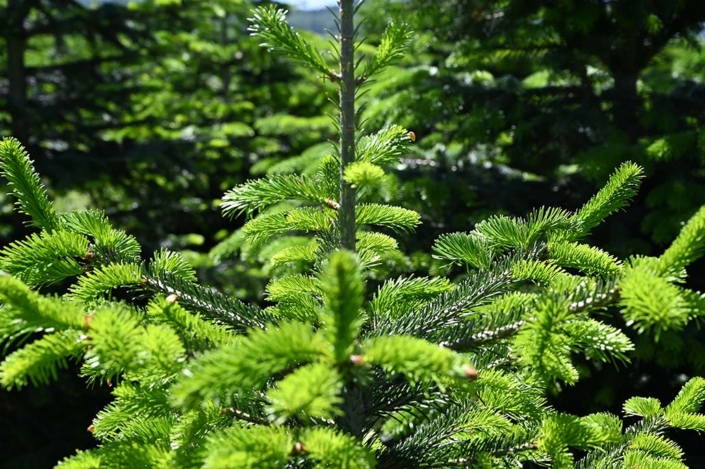 Mit Top Stop Zange behandelter Baum