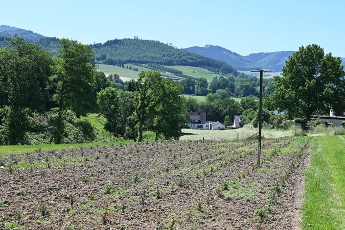 Frisch gepflanzte Jungpflanzen