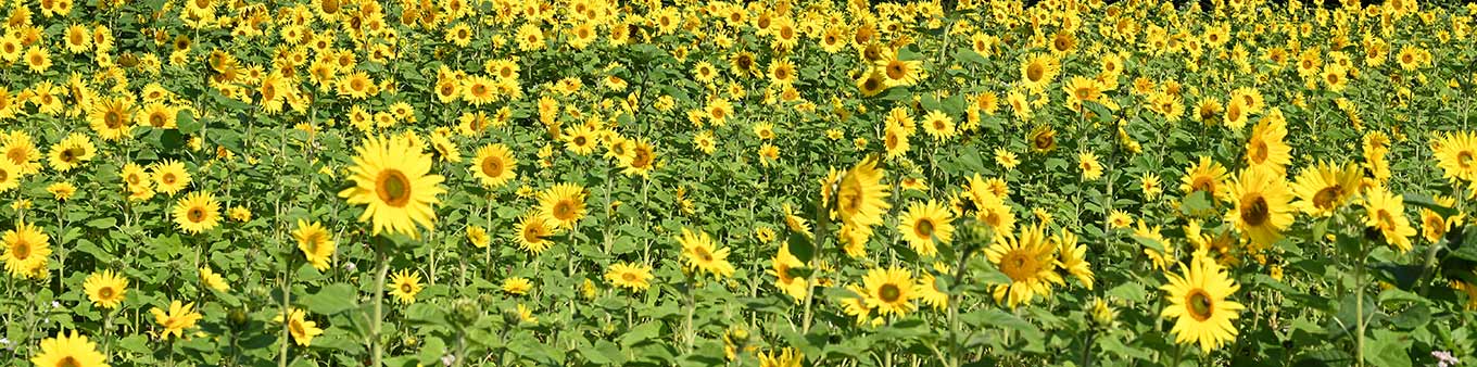 Sonnenblumenfeld