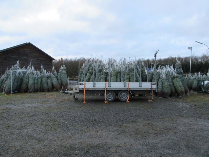 Baumtransport