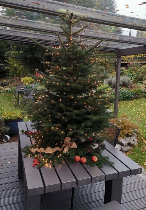 Weihnachtsbaum im Wintergarten